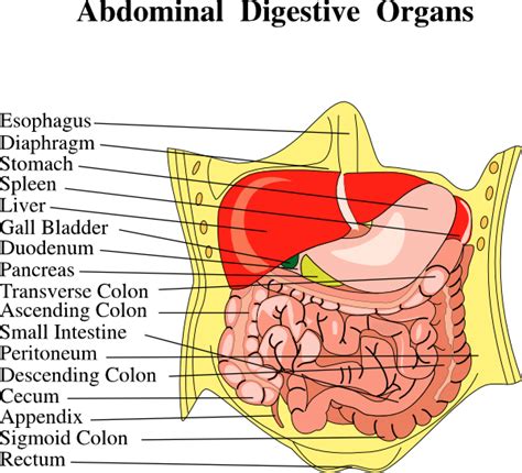 1. Ultimate Guide: Design Abdominal Organ Diagrams Now