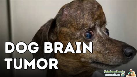 Expert Advice: 8 Pro Tips To Support Your Dog's Brain Tumor Journey Now